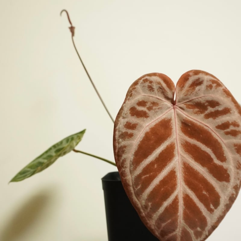 アンスリウム 'エンジェルズドリーム' | GREEN LUCK