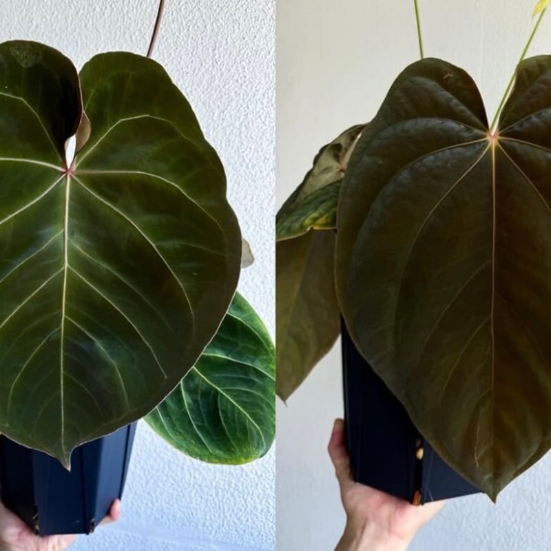 アンスリウム ホフマニーX Anthurium Hoffmanii x アンスリウム ホフマニーX Anthurium Hoffmanii x
