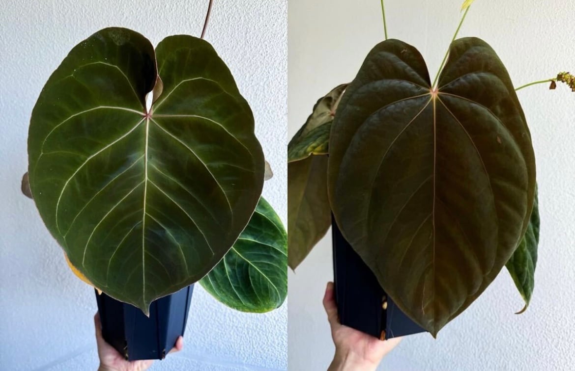 アンスリウム ホフマニー×アントラキー | GREEN LUCK