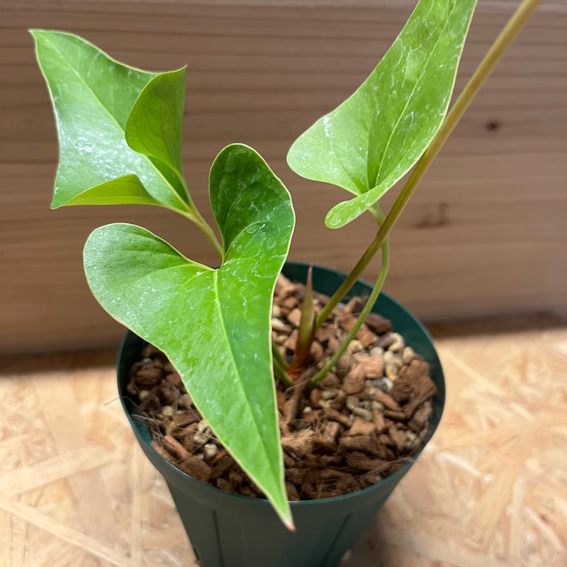 アンスリウム ブロウニー Anthurium Brownie 斑入り 激レア 未使用に