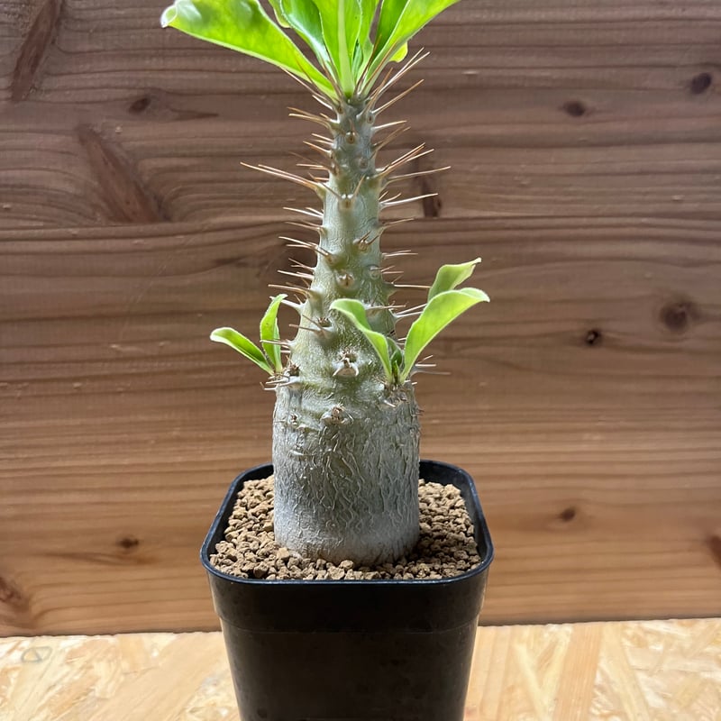 パキポディウム　サンデルシー パキポディウム・サンデルシー | R&A Caudex Plants