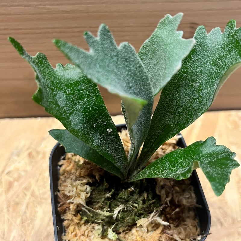 ビカクシダ シュプール | GREEN LUCK