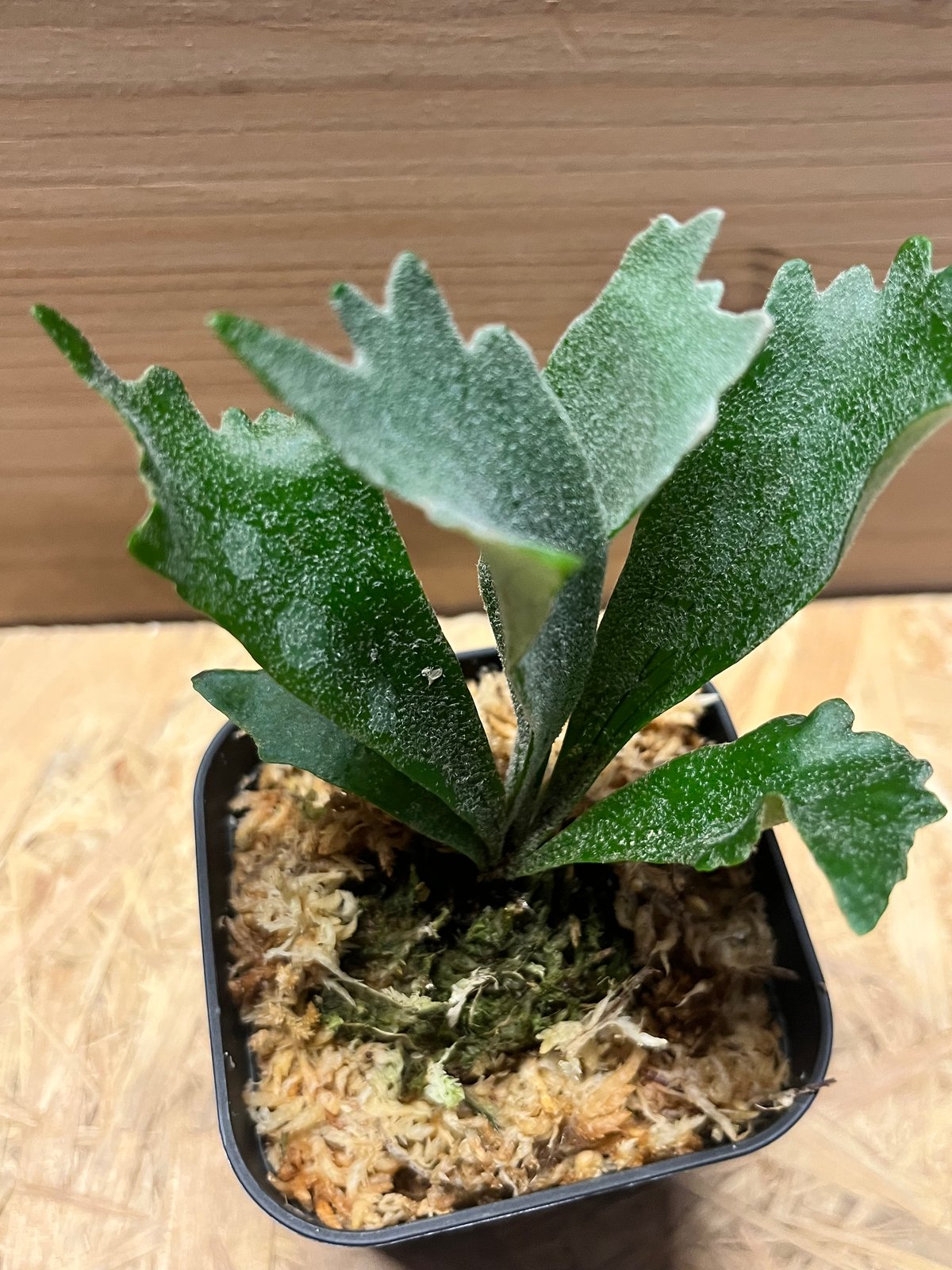 つ*ー様 P.willinckii spur シュプール　ビカクシダ Amazon.co.jp: P. Willinckii Spur OC Pup ビカクシダ 株分け