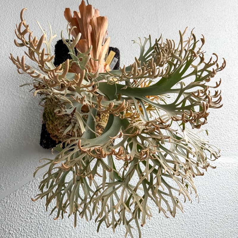 ビカクシダ　ウィリンキー ビカクシダ ウィリンキー スコフィールドタツタ ジサクボ | P