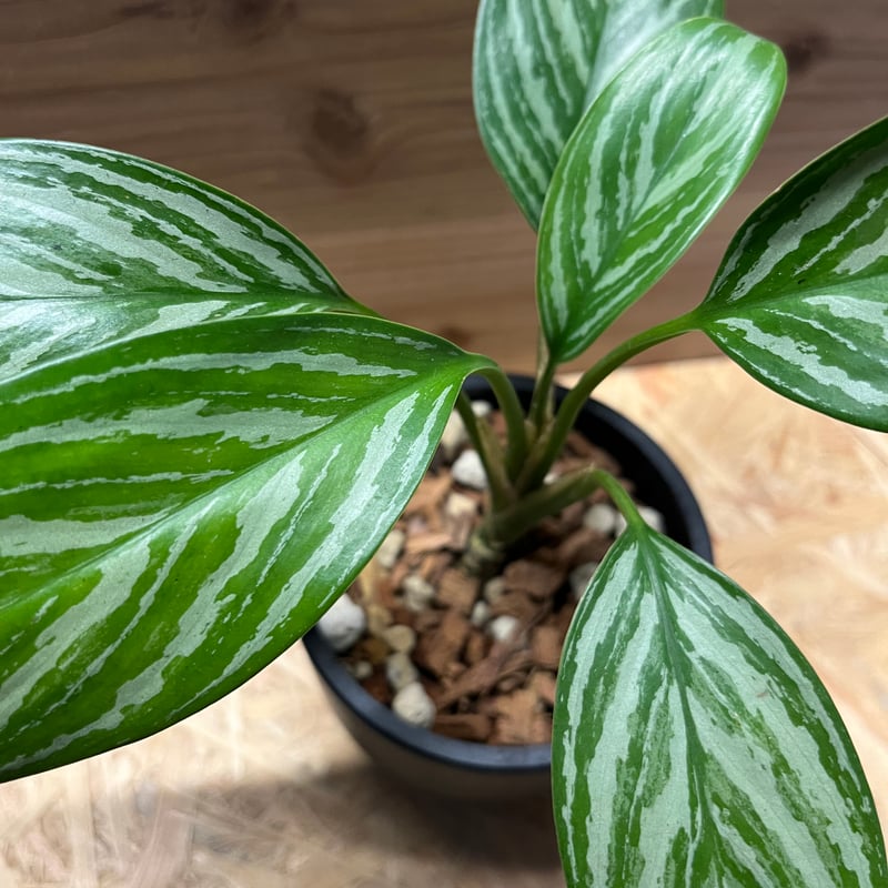 【今週末まで】アグラオネマ　カーティシー アグラオネマ ニティドゥーム カーティシー (Aglaonema nitidum