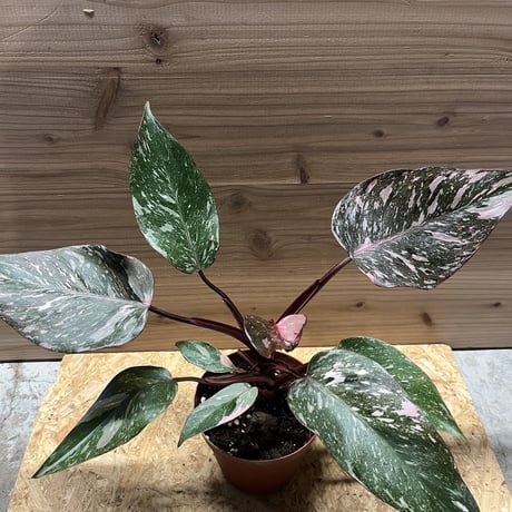 フィロデンドロンピンクプリンセス | STORES