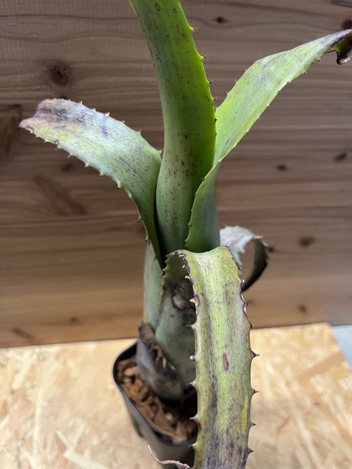 a様専用エクメア トカンティナ | GREEN LUCK