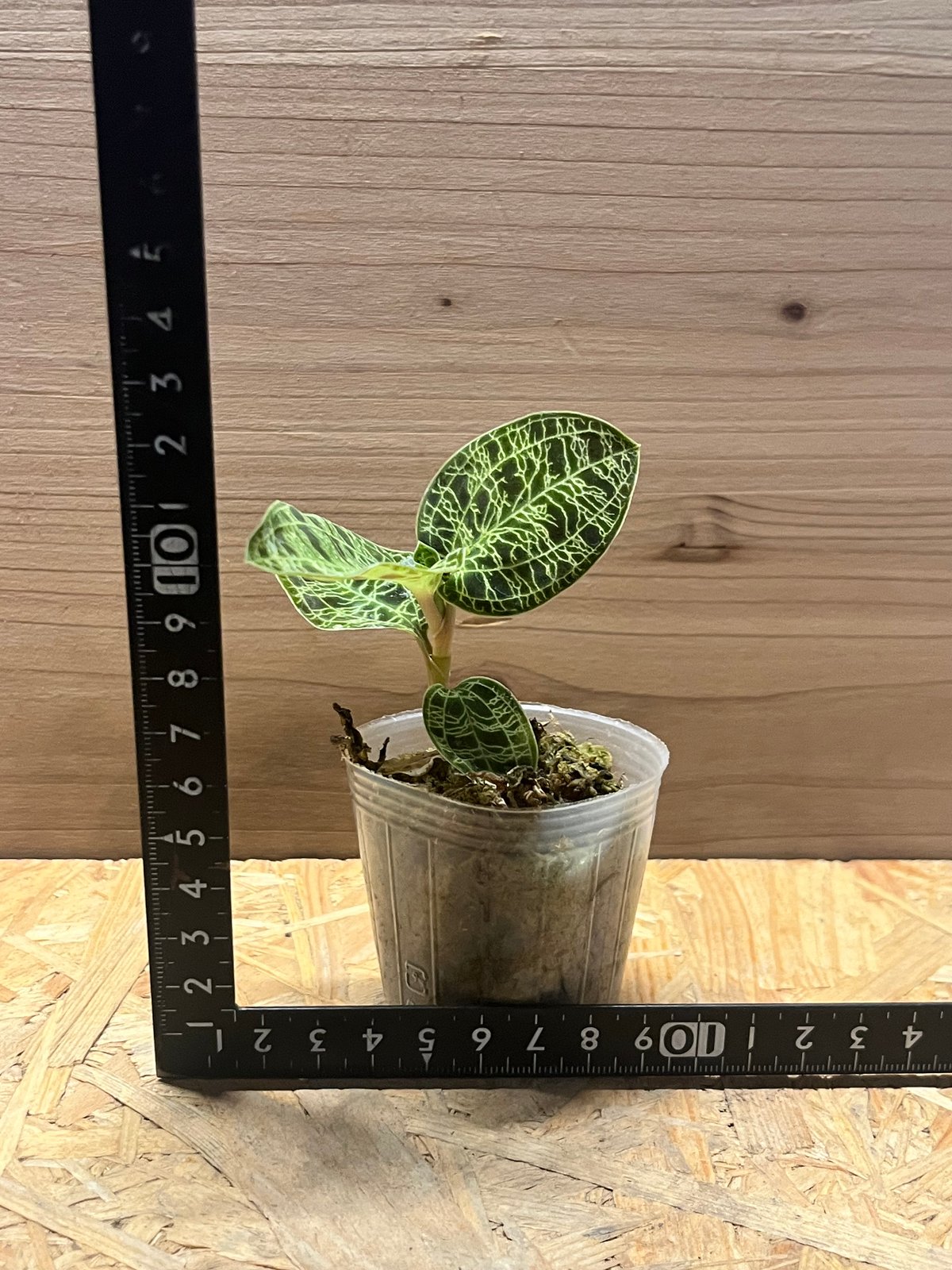 ジュエルオーキッド マコデスペトラ | GREEN LUCK