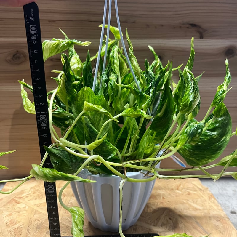 ポトス　テルノプレシャス ポトス テルノサンシャイン | GREEN LUCK