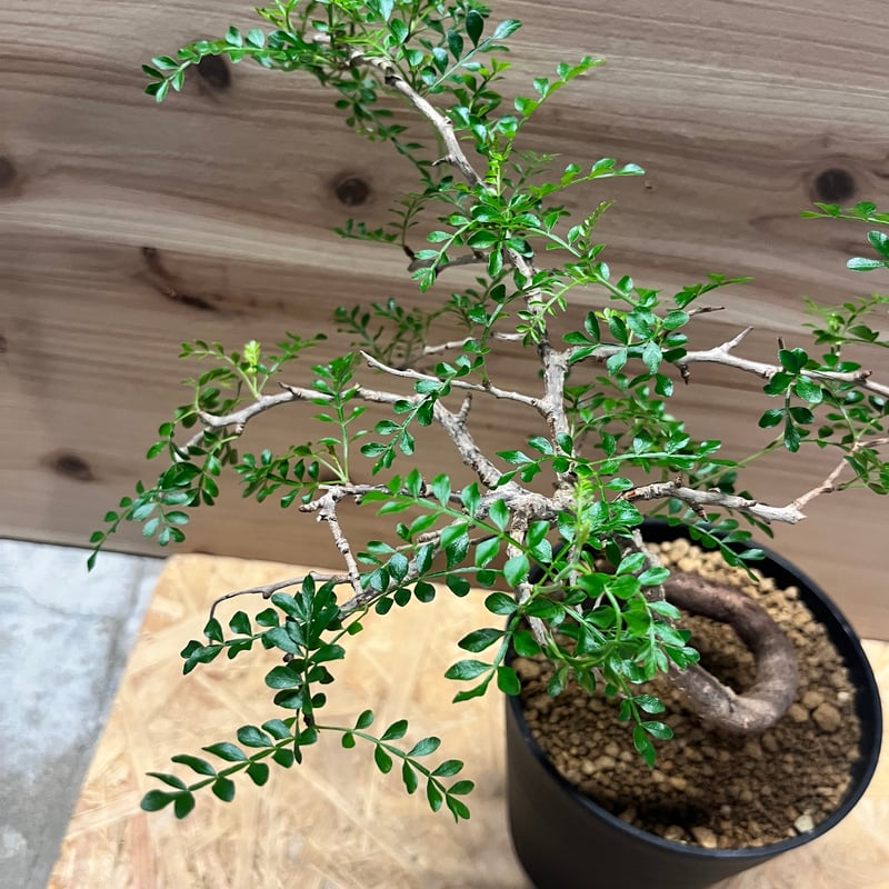 オペルクリカリア パキプス | GREEN LUCK