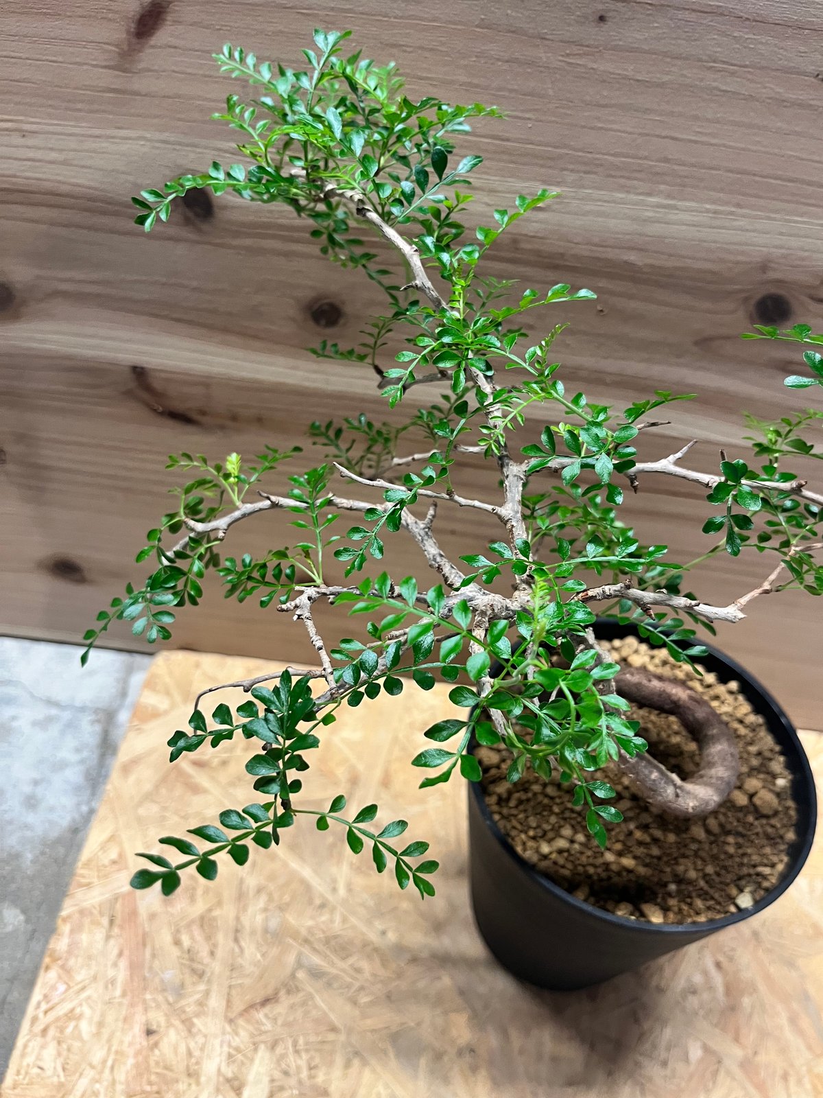 オペルクリカリア パキプス | GREEN LUCK