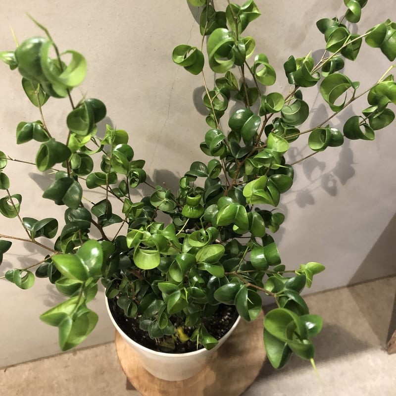 ベンジャミン バロック | GREEN LUCK