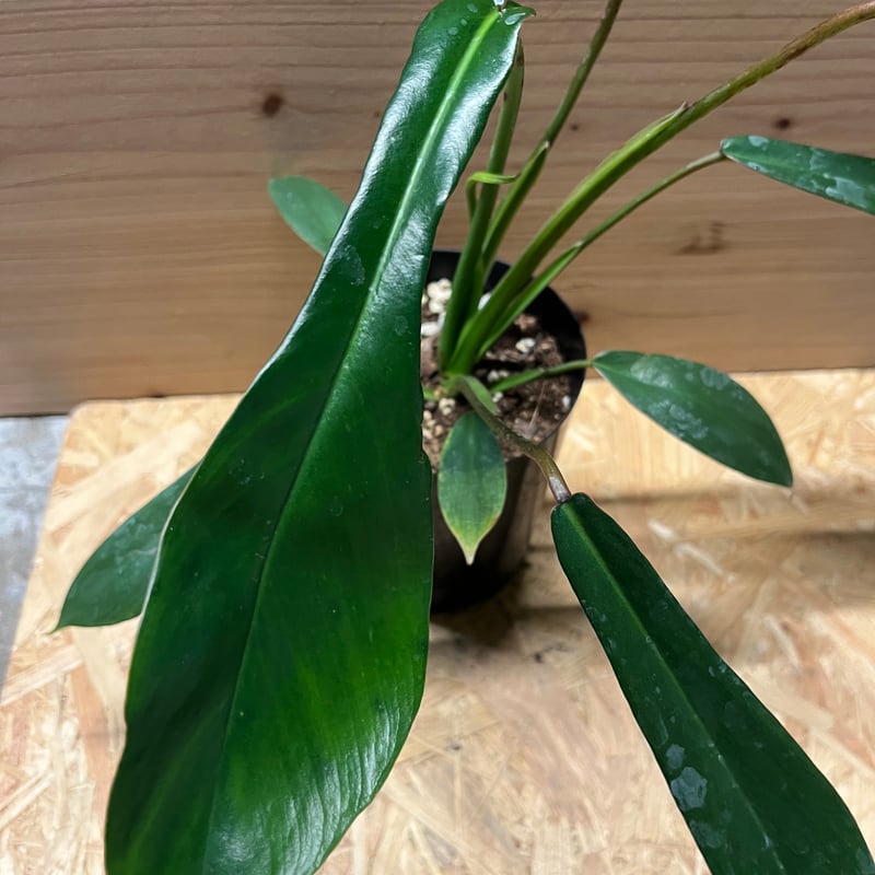 フィロデンドロン ジョーピー | GREEN LUCK