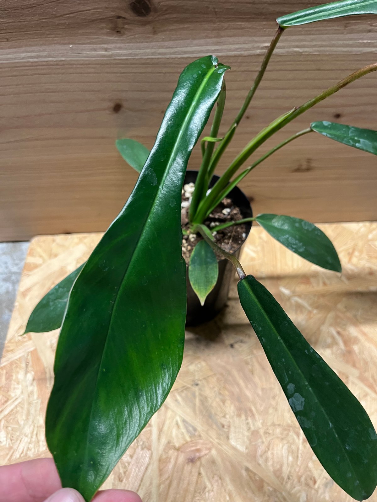 フィロデンドロン ジョーピー | GREEN LUCK