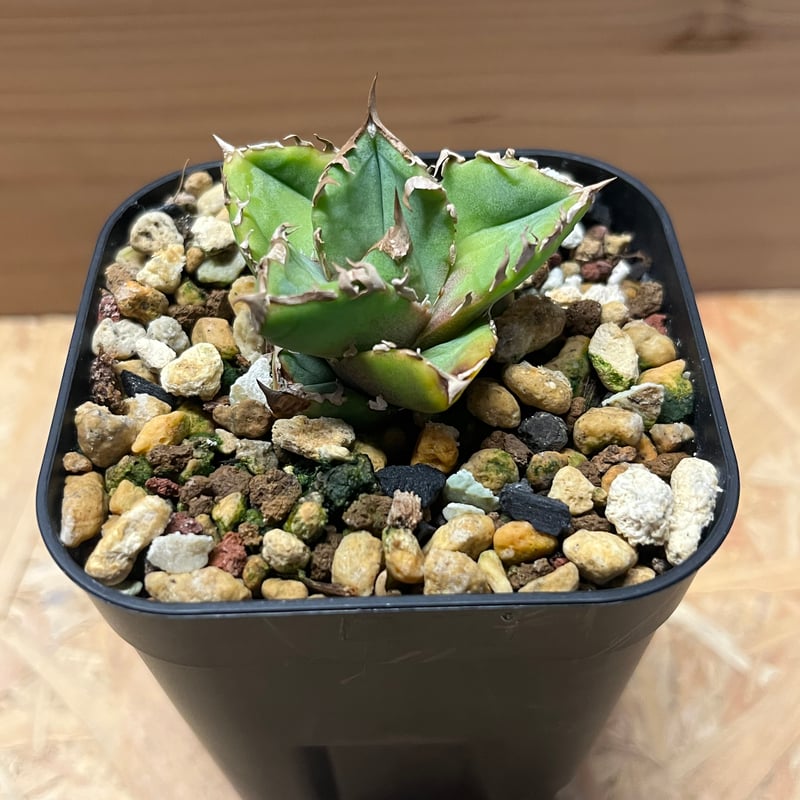 アガベ チタノタ 清櫻 | GREEN LUCK