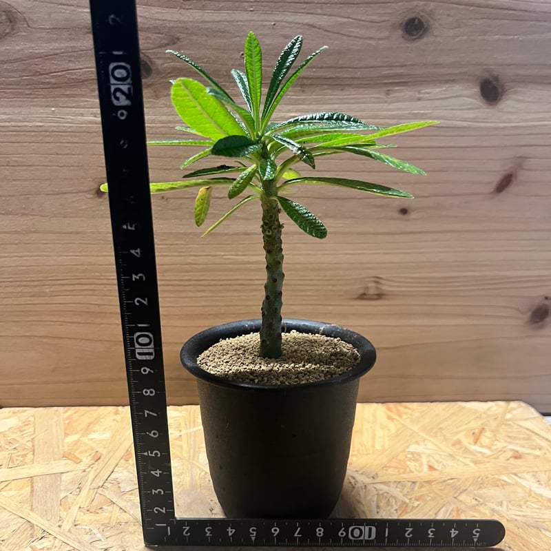 ドルステニア ギガス | GREEN LUCK