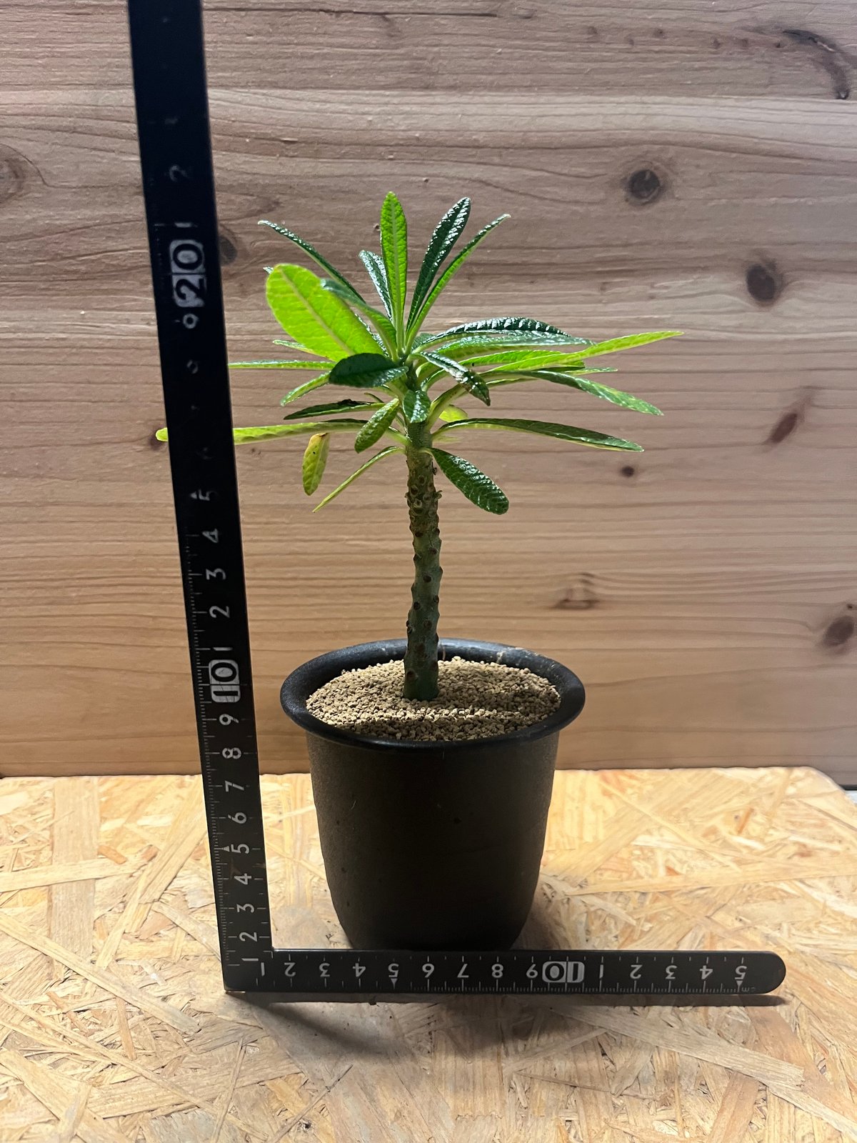 ドルステニア ギガス | GREEN LUCK