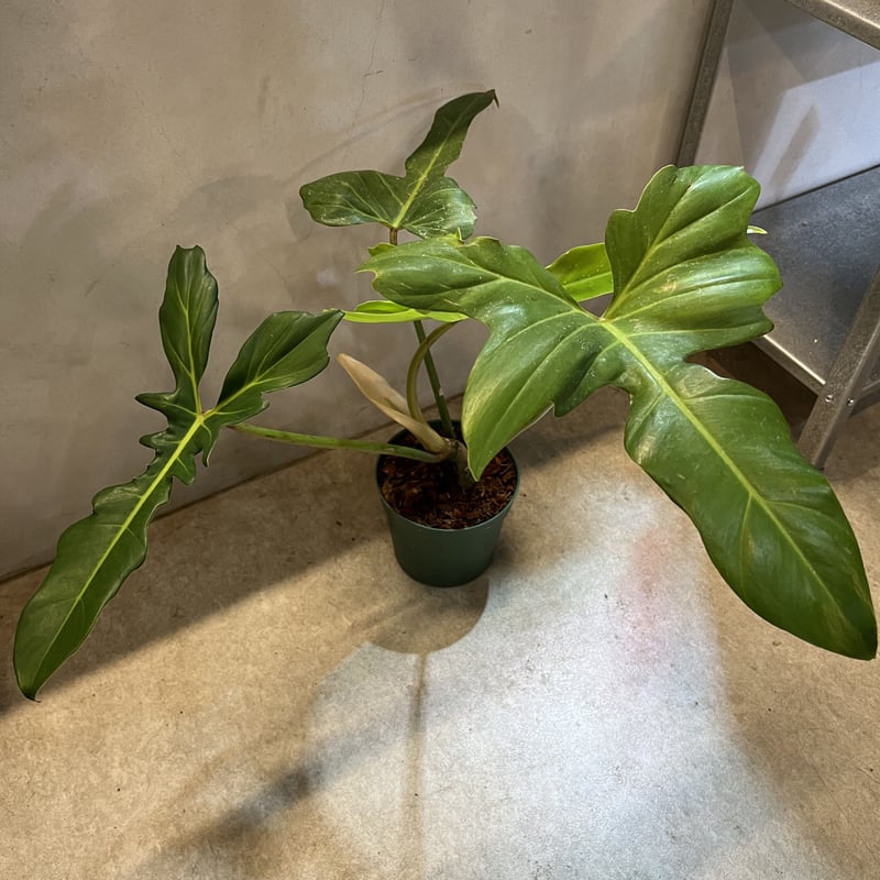 フィロデンドロン ゴールデンドラゴン | GREEN LUCK