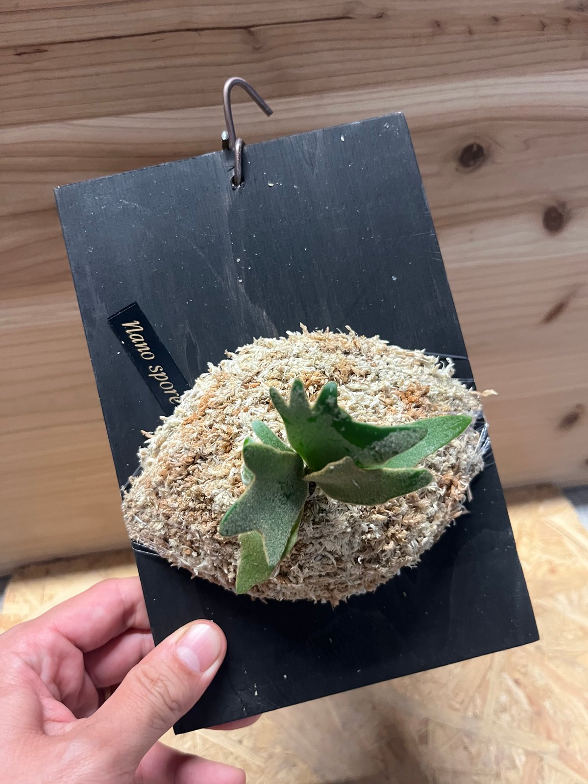 ビカクシダ　ウイリンキー　ナノ　スポアー　4個セットA Amazon｜【Plants Links】ビカクシダ ウィリンキー ナノ スポア