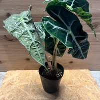 アンスリウム ポーティラエ NSE | GREEN LUCK