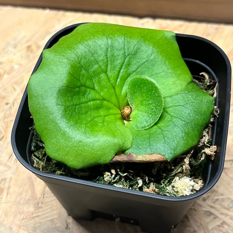 ビカクシダ コロナリウム ビカクシダ コロナリウム | GREEN LUCK