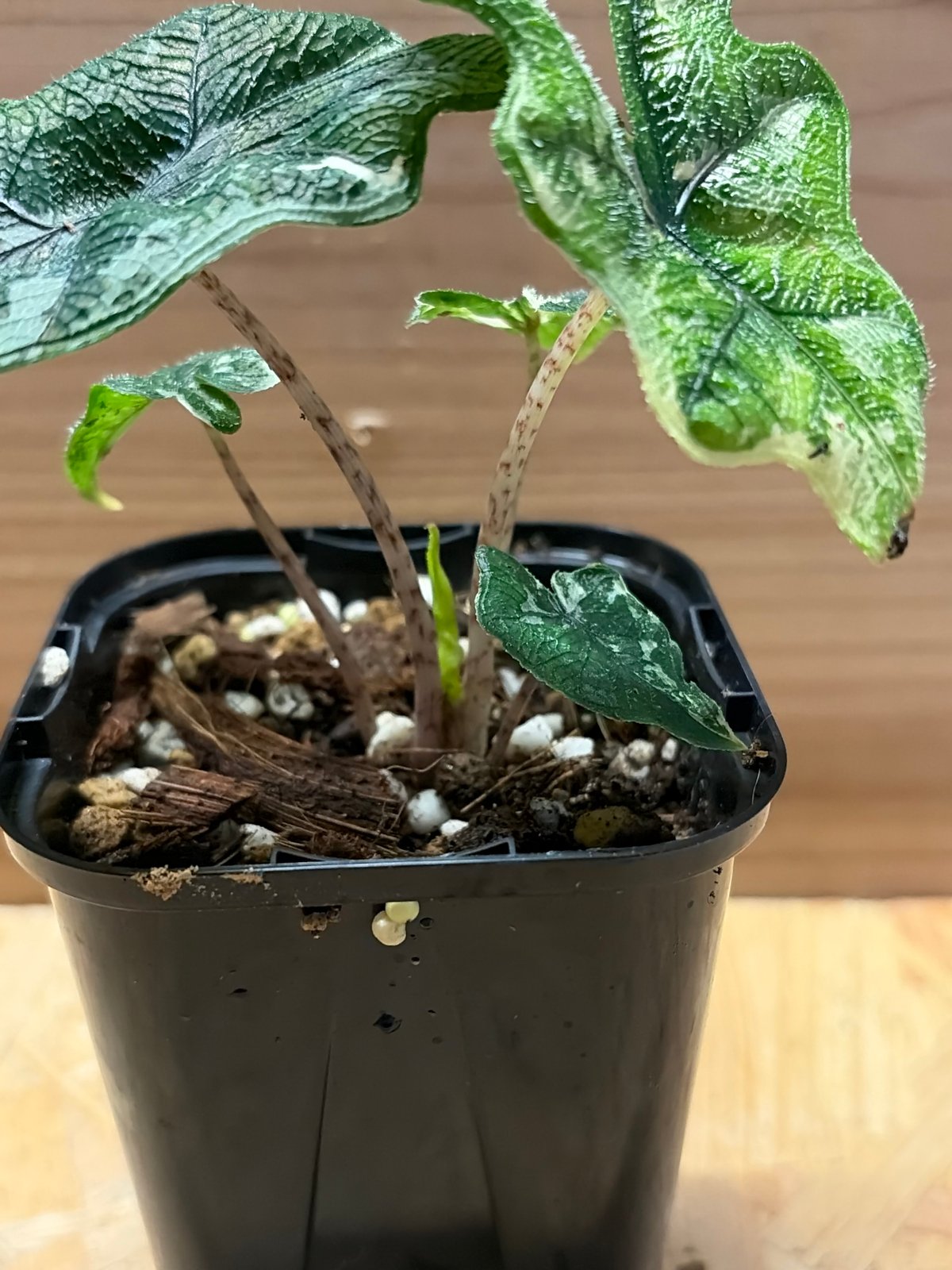 アロカシア・ジャクリン斑入り Alocasia Jacklyn var. Alocasia jacklyn アロカシア ジャクリン アロカシアジャックリン 観葉