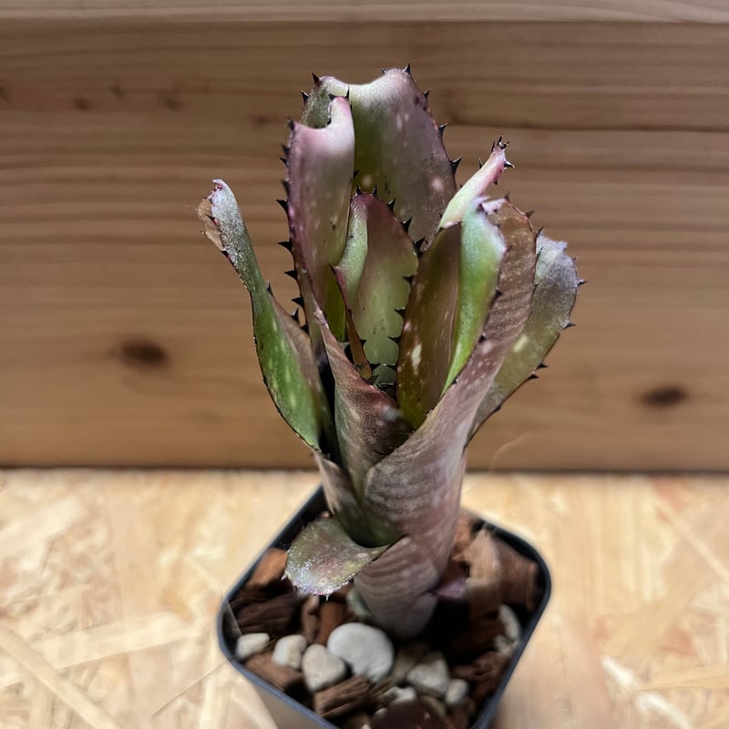 ビルベルギア カハカイ | GREEN LUCK