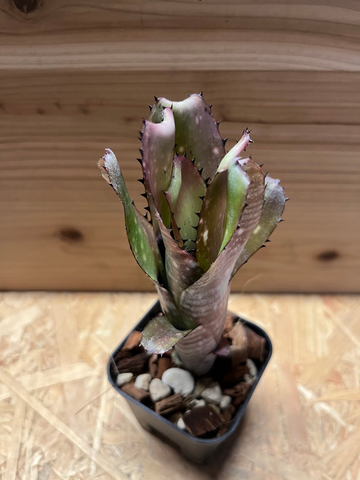 ビルベルギア カハカイ | GREEN LUCK