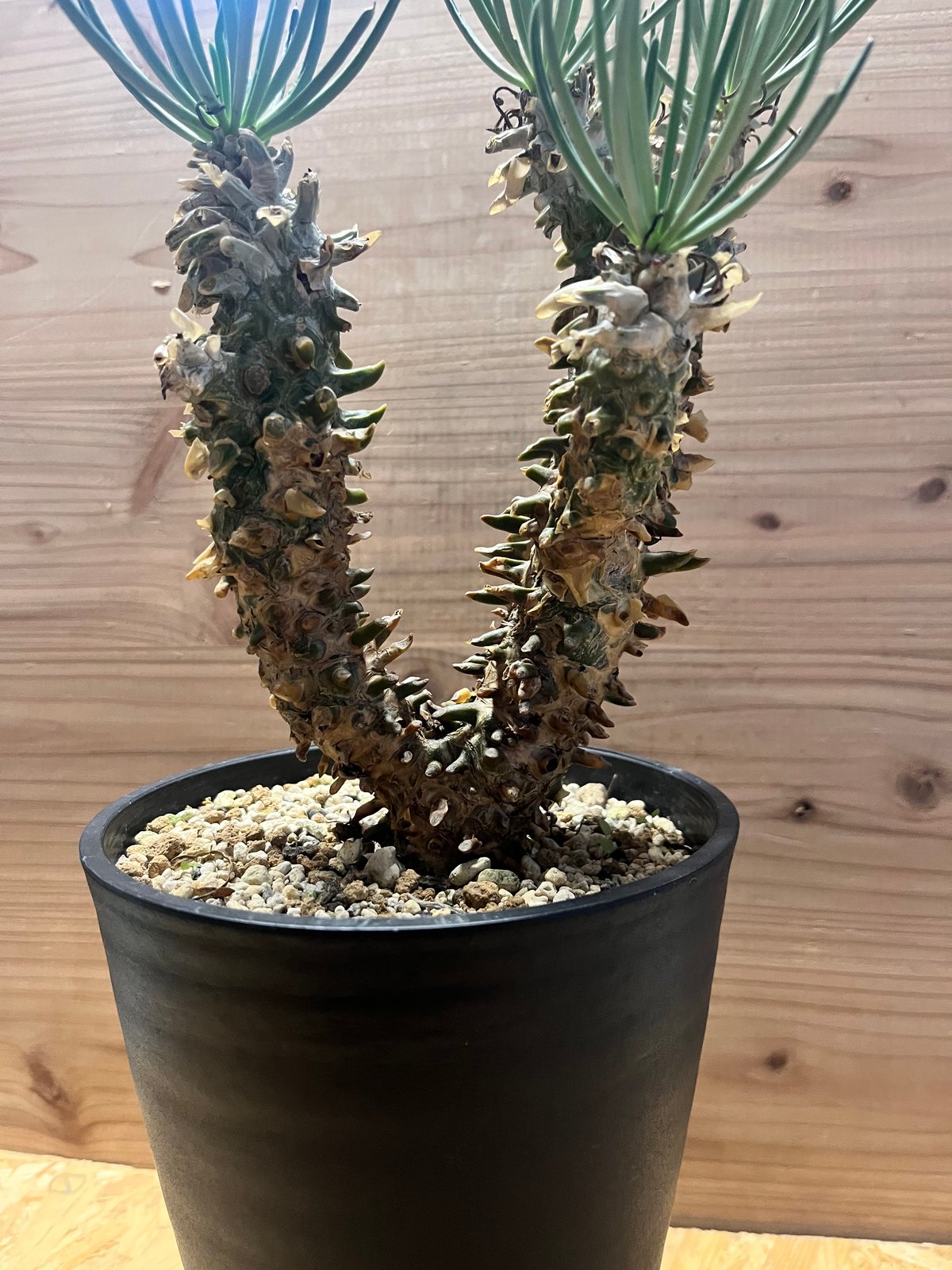 (鉢ごと)チレコドン　ワリチー チレコドン ワリチー | GREEN LUCK