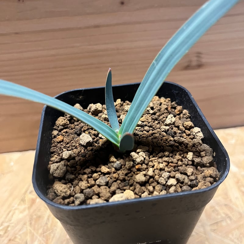 Y*u様 ウェルウィッチア・ミラビリス 変り葉 (多肉植物・サボテン・塊根・奇想 Amazon.co.jp: 1科1属1種残り1株 奇想天外 ウェルウィッチア