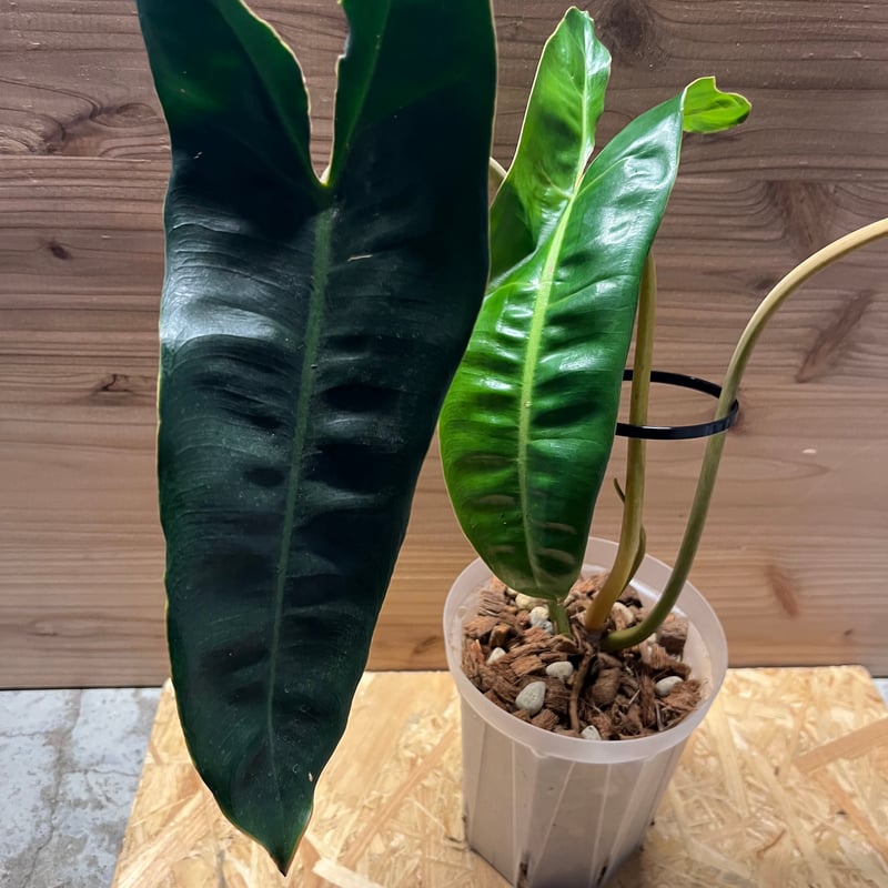 フィロデンドロン ビレッティア | GREEN LUCK