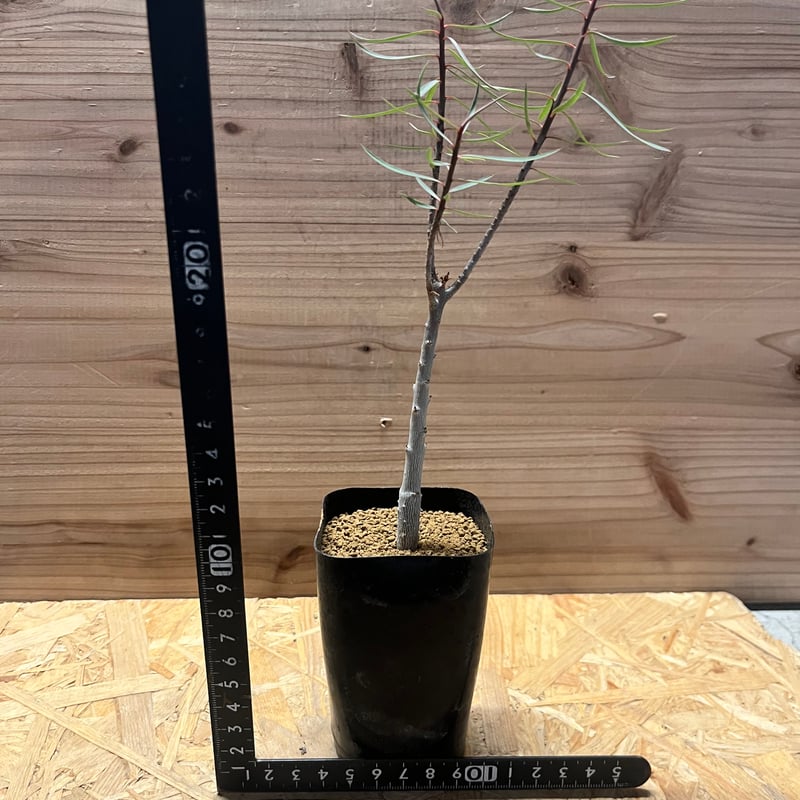 バルサミフェラ　1点のみ　超良型　激レア　ユーフォルビア 極上品 バルサミフェラ 1点のみ 超良型 激レア ユーフォルビア 極上品