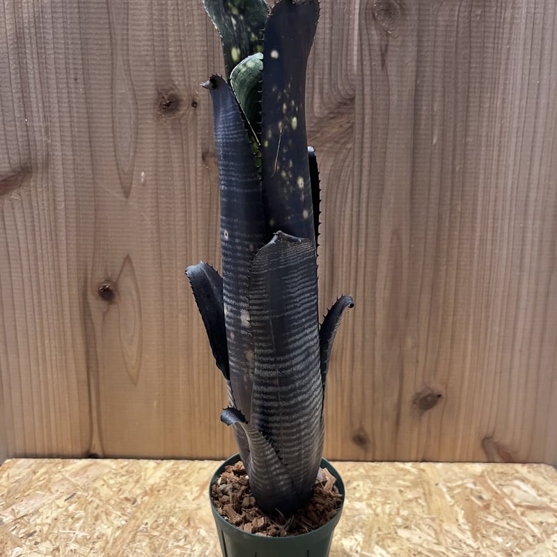 ビルベルギア ダースベイダー | GREEN LUCK