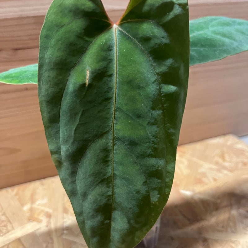 アンスリウム　fortsherman x antolakii アンスリウム パピリラミナム【Fortsherman】×アントラキー | GREEN LUCK