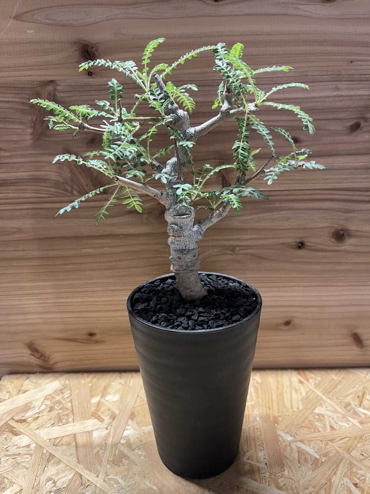 ボスウェリア ネグレクタ | GREEN LUCK