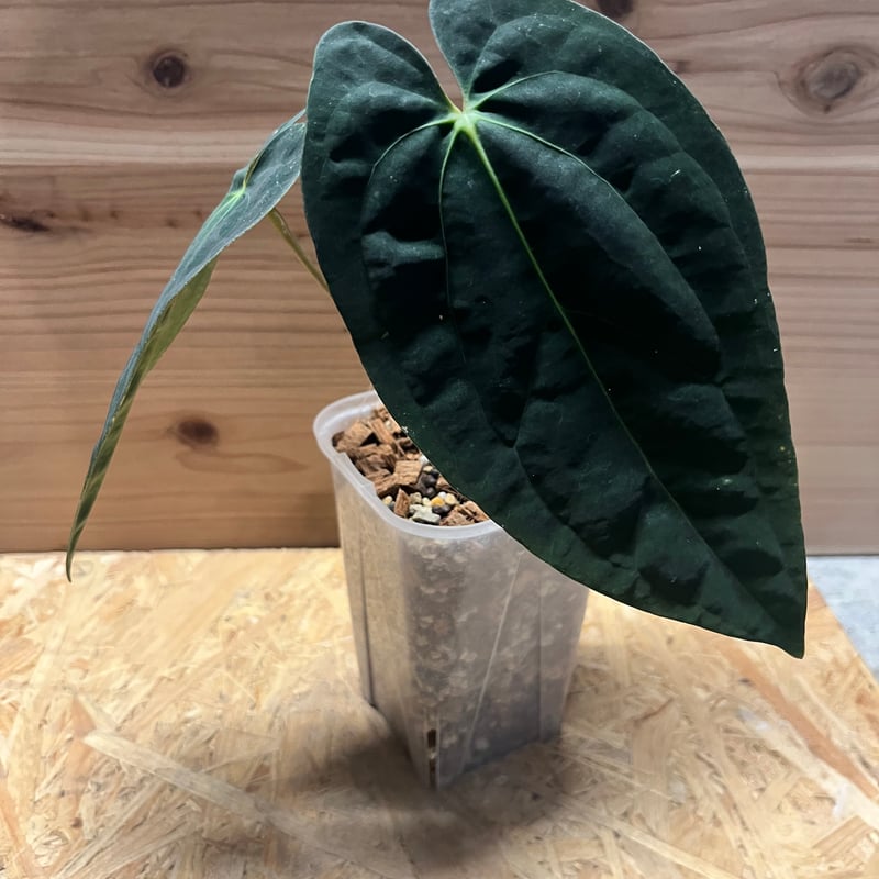 アンスリウム パピリラミナム 'グナヤラ' | GREEN LUCK