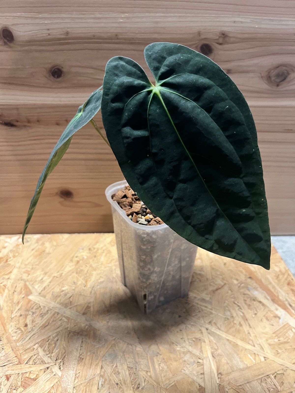 アンスリウム パピリラミナム 'グナヤラ' | GREEN LUCK