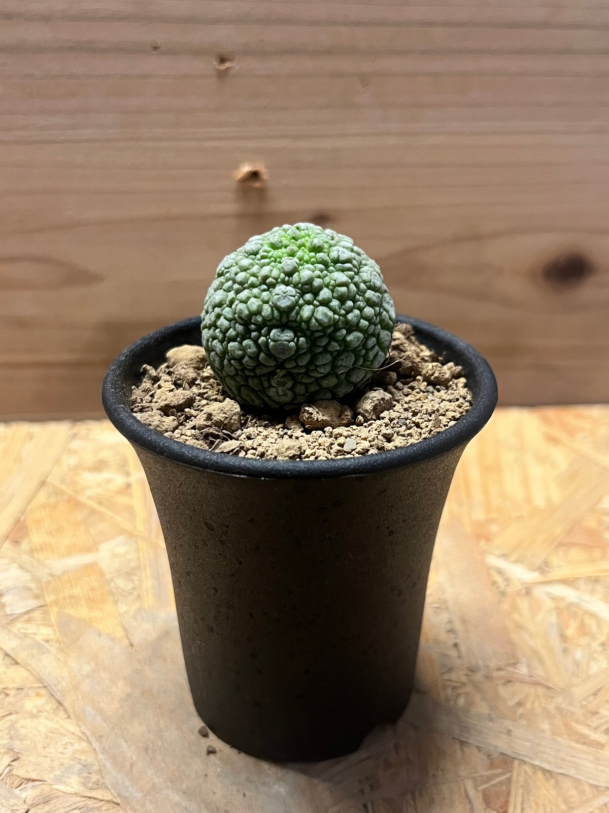 プセウドリトス ミギウルティヌス | GREEN LUCK