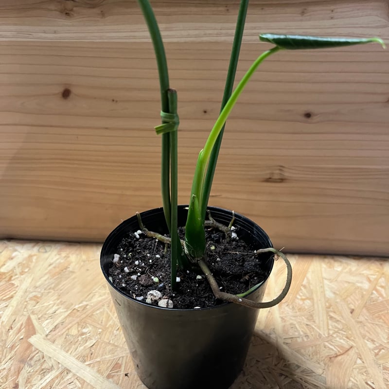 熱帯植物　アンスリウムsp.'マガリーズ'ドリーム s様専用アンスリウム マガリーズドリーム | GREEN LUCK