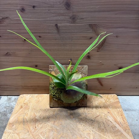 大株95㌢「ビカクシダ・ビフルカツム（Platycerium bifurcatum） 現品) ビカクシダ (ビフルカツム × エレファントティス) (TC) (No