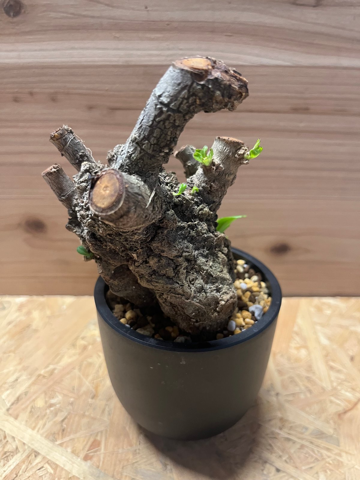 クサトベラ | GREEN LUCK