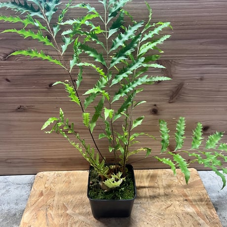 ドリナリア | STORES