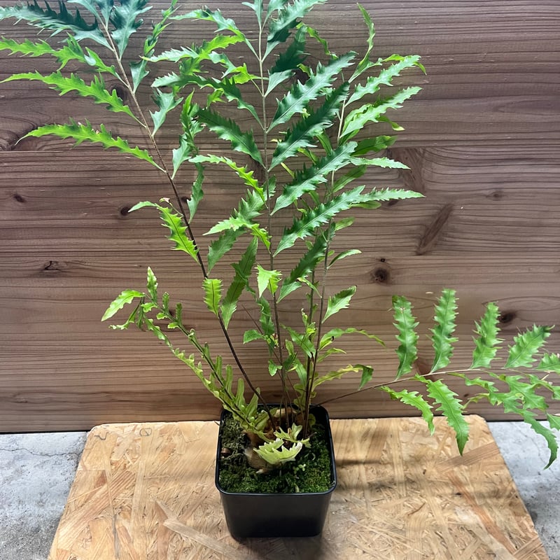 ドリナリア フロリダ | GREEN LUCK