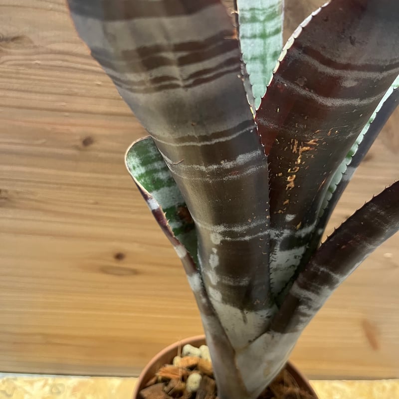 エクメア オットー | GREEN LUCK