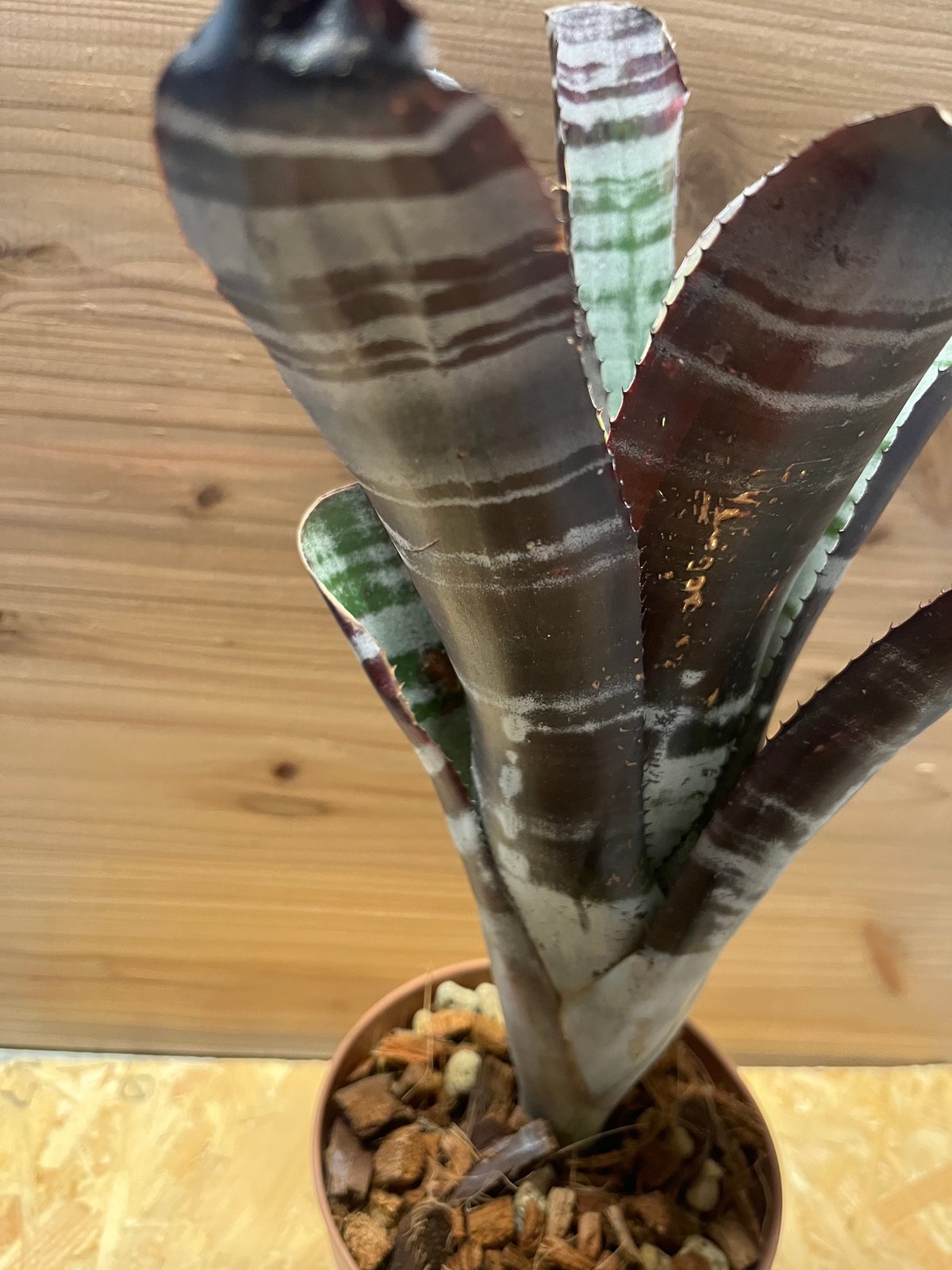 ブロメリア・エアープランツ Aechmea Otto 現品) エクメア 'オットー' (No.62272) | ブロメリア,エクメア