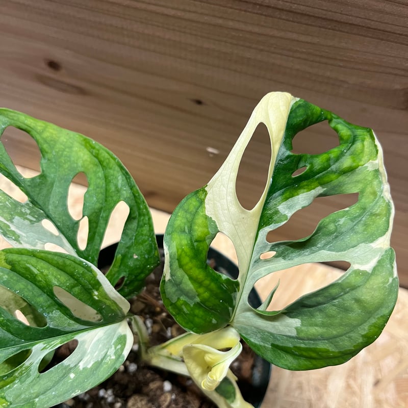 マドカズラ 斑入り No.32【Monstera モンステラ】 9a370e7fbe8f36d9e4ed8f83ae41f9
