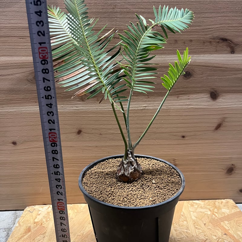 ディオーン エデュレ | GREEN LUCK