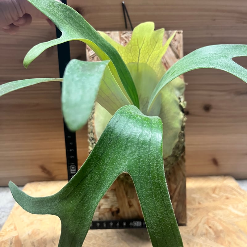 ビカクシダ 'トサカ' | GREEN LUCK