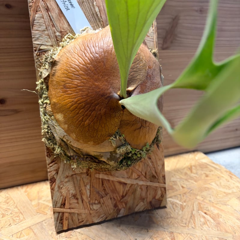 ビカクシダ アルシコルネ アフリカ | GREEN LUCK