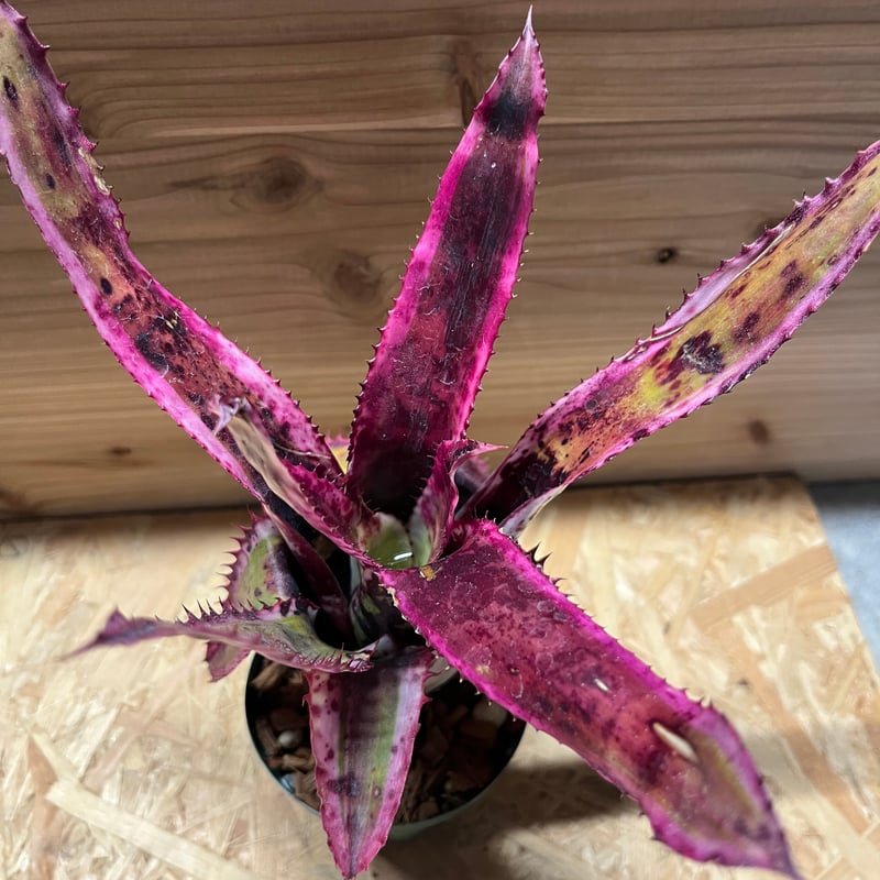 エクメア オーランディアナ エンサイン | GREEN LUCK